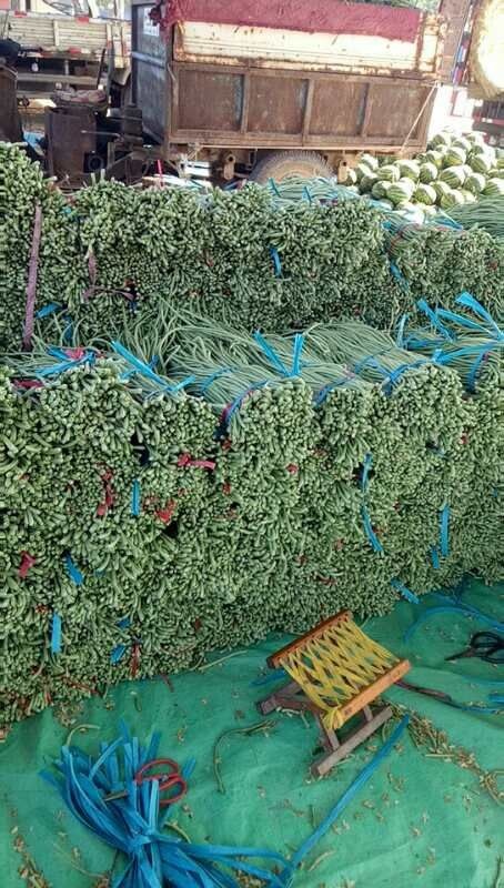 濮阳 河南濮阳豆角大量上市了