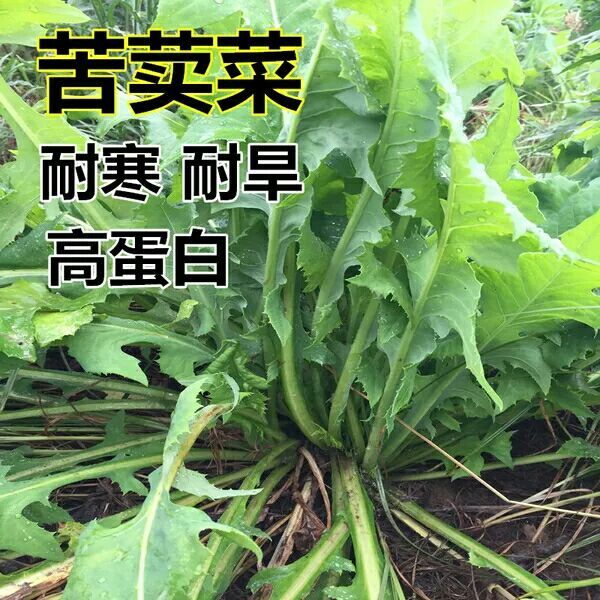 青绿饲料  苦荬菜种子 多年生牧草 猪牛羊鸡鸭鹅苦麻菜苦麦菜苦买菜苦卖菜