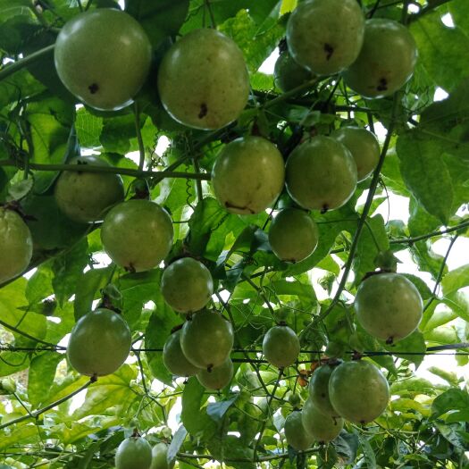 灵山县 自家种植紫香百香果