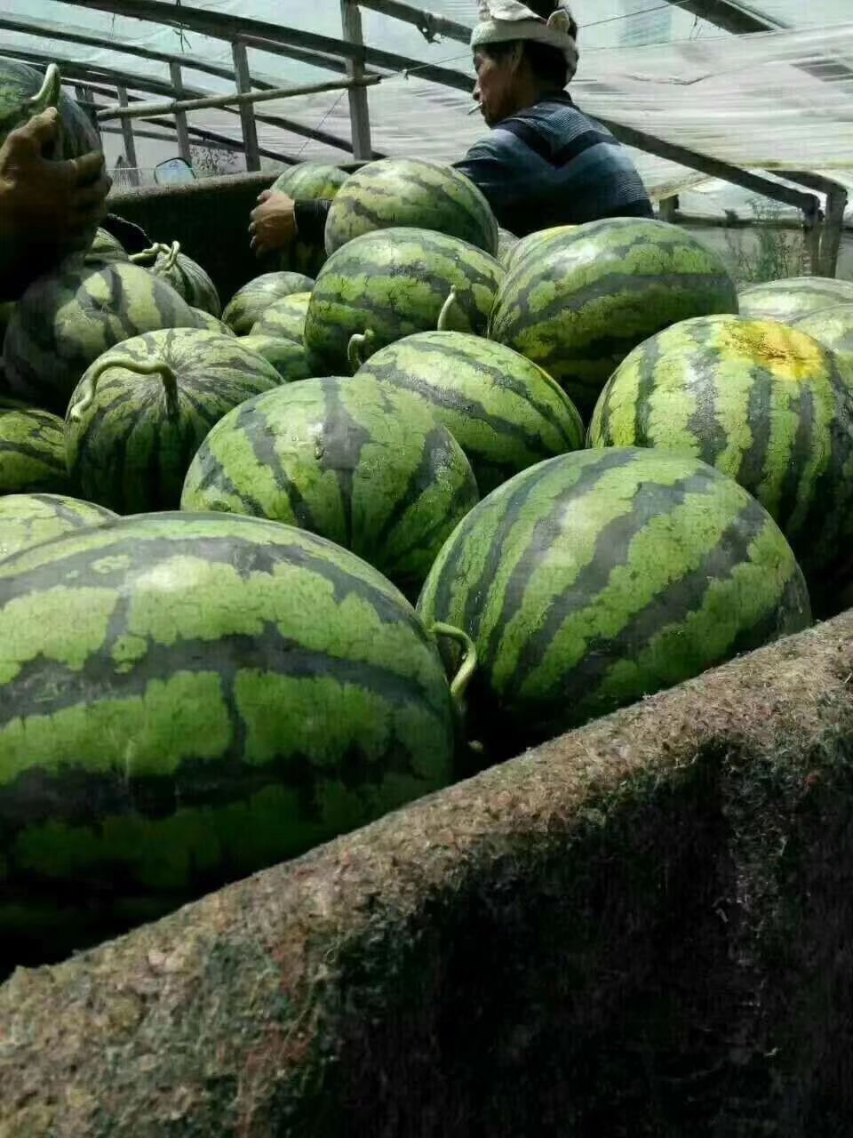 【精品】 京欣西瓜_基地直供_货源充足-保证质量