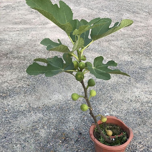 灵山县无花果苗波姬红无花果苗，开花结果早