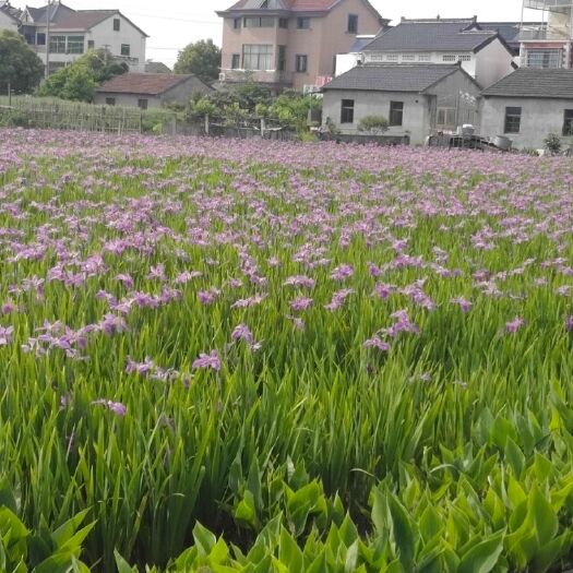 杭州 农户自种水生鸢尾