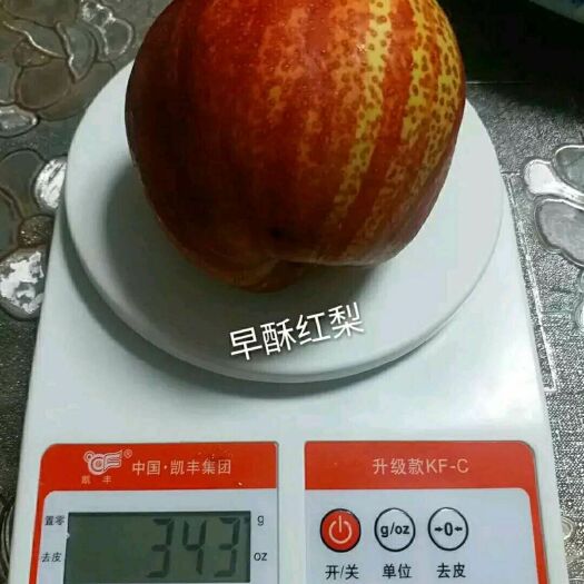 泰安 早酥红梨苗、玉露香梨苗、红梨苗等—早熟、卖相好、包成活