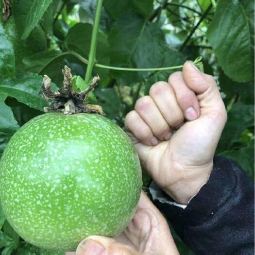 灵山县巨无霸百香果苗 金霸百香果开花了