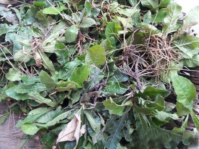 北流市地胆草 广西深山老林新鲜地胆头草药