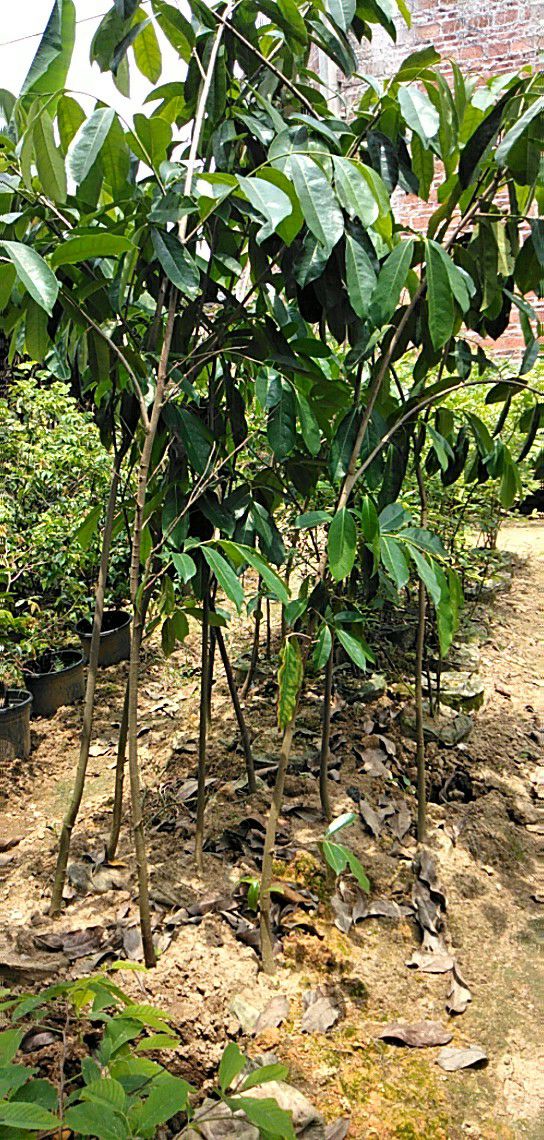 刺果番荔枝苗 红毛榴莲树苗 盆栽地栽