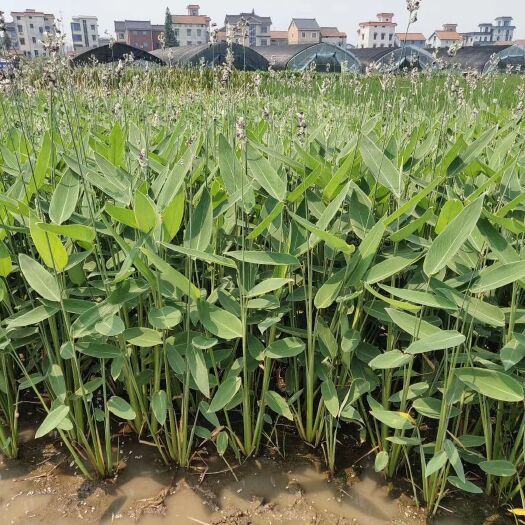  低价处理再力花