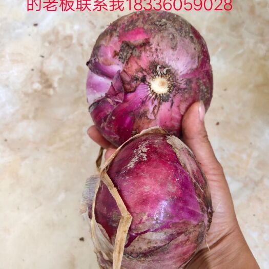 永城市 紫皮洋葱大量上市