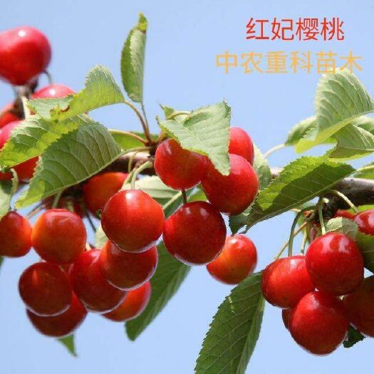 简阳市红灯樱桃苗 嫁接苗，2年初挂果