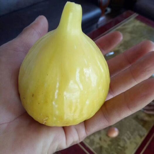 泰安波姬红无花果苗 波姬红，金傲芬，布兰瑞克，青皮无花果苗