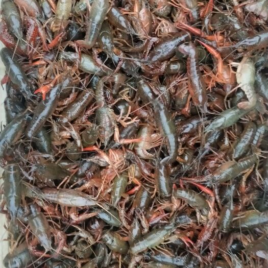 霍邱县高邮湖小龙虾 4-6钱 稻田虾