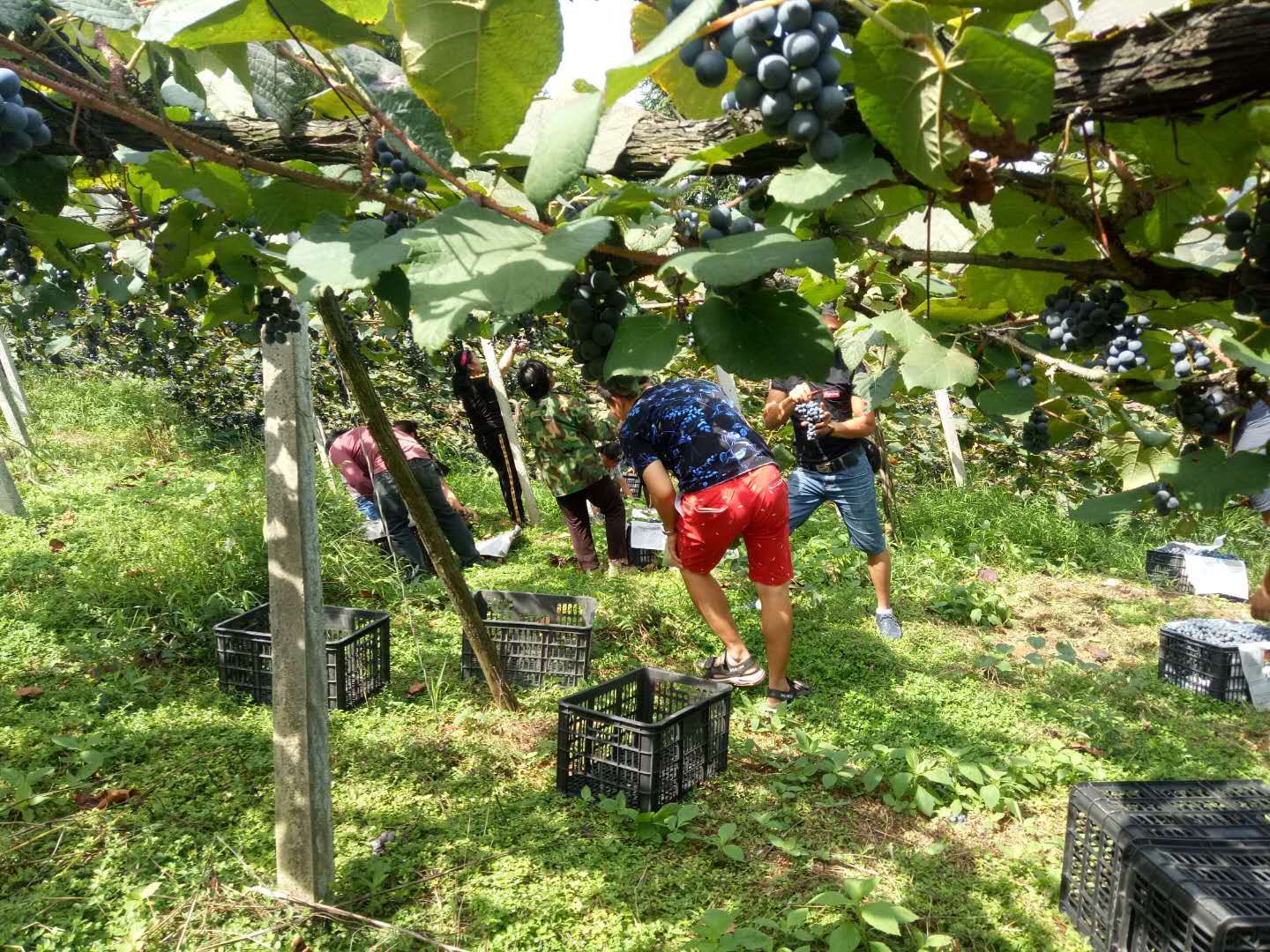  高原无公害葡萄