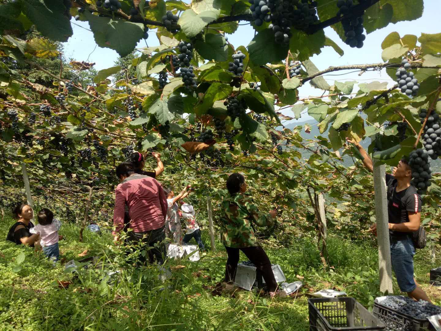  高原无公害葡萄