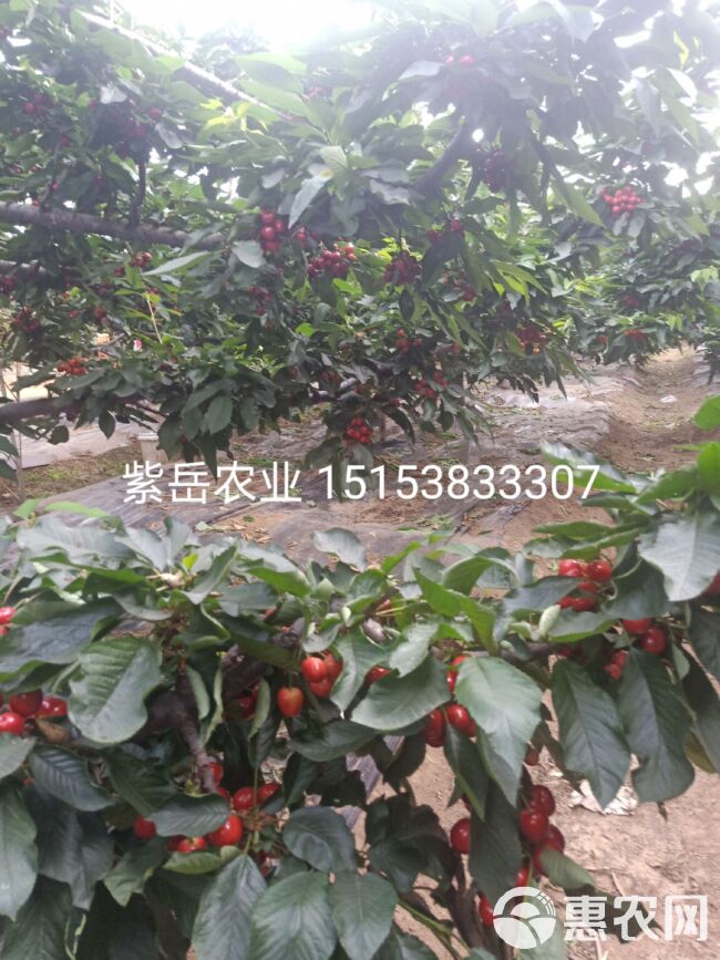 俄罗斯8号樱桃苗 基地自产直销 保证品种 免费提供种植技术