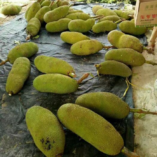 灵山县 马来西亚一号菠萝蜜苗