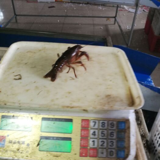 清水小龙虾 5-7钱 人工养殖