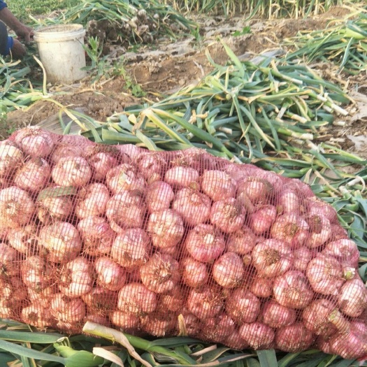 绛县 新鲜大蒜