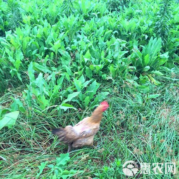 青绿饲料  苦荬菜种子 多年生牧草 猪牛羊鸡鸭鹅苦麻菜苦麦菜苦买菜苦卖菜