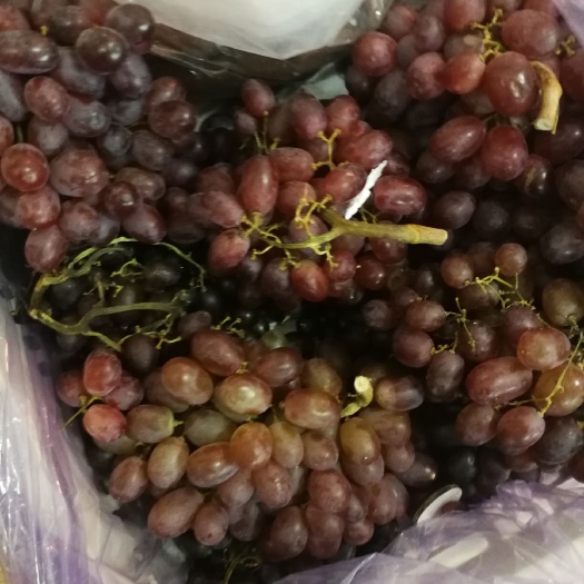 饶阳县 克伦生葡萄