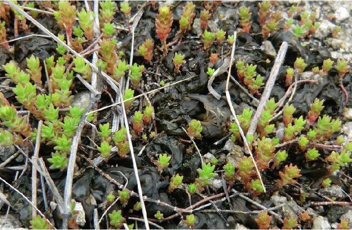 夏县地皮菜 咱老家小包农家野菜脱水泗交地软 地衣干货土特产野生地软