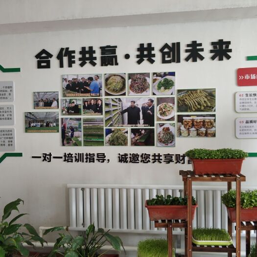  有机营养花生芽   无土栽培