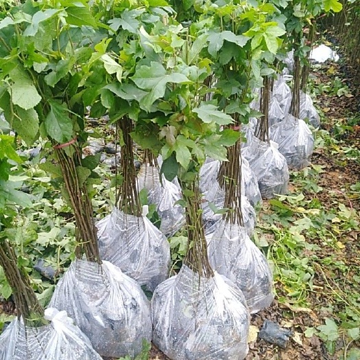 广州造林苗枫香 供应各种造林苗木