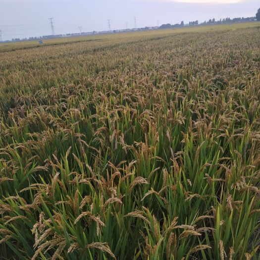 沈阳东北大米 秋田小町