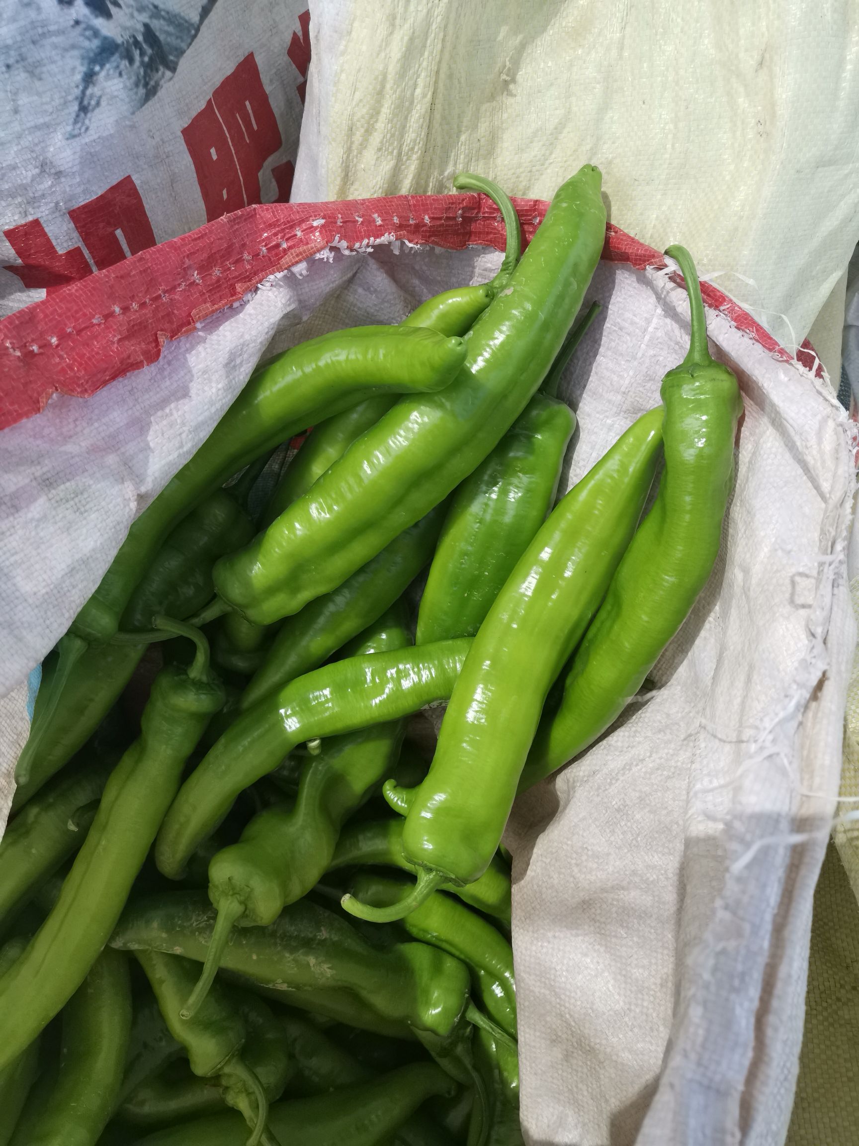 牛角椒 15~20cm 中辣 黄色