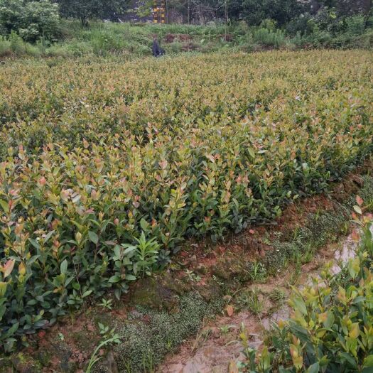 茶陵县绿茶树苗 供应油茶苗，有两年苗和本年苗的，本油茶苗属嫁接苗长势快成活高