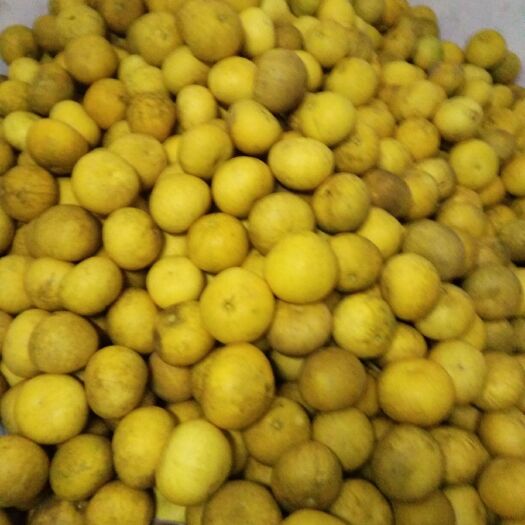 重庆市梁平柚 1.5斤以上