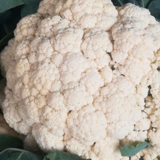 高密市白花菜花  小米粒，大小均匀，货源充足，品质很白，货好价廉