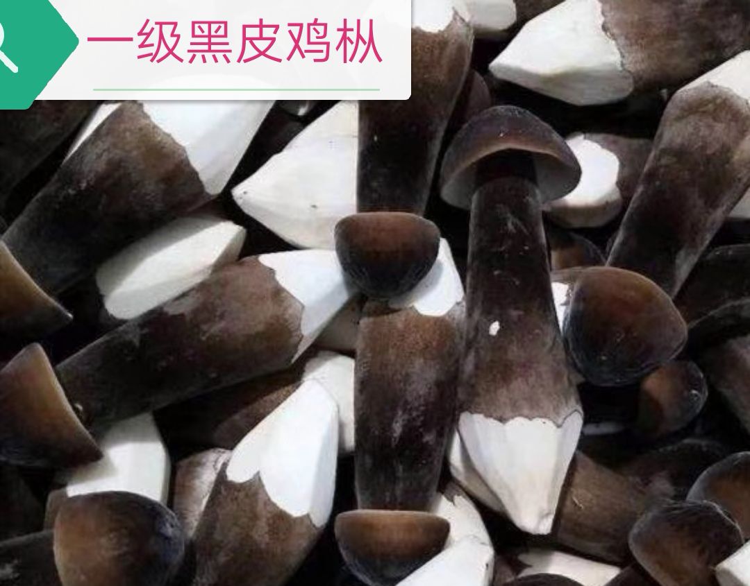  提供黑皮鸡枞菌菌种，菌包，技术和产品。
