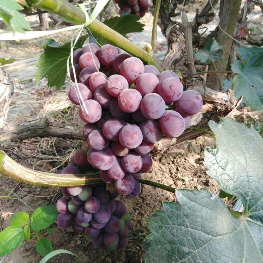 广宗县红无核葡萄 5%以下 1次果 1.5- 2斤 