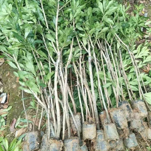 元江县东魁杨梅树苗
