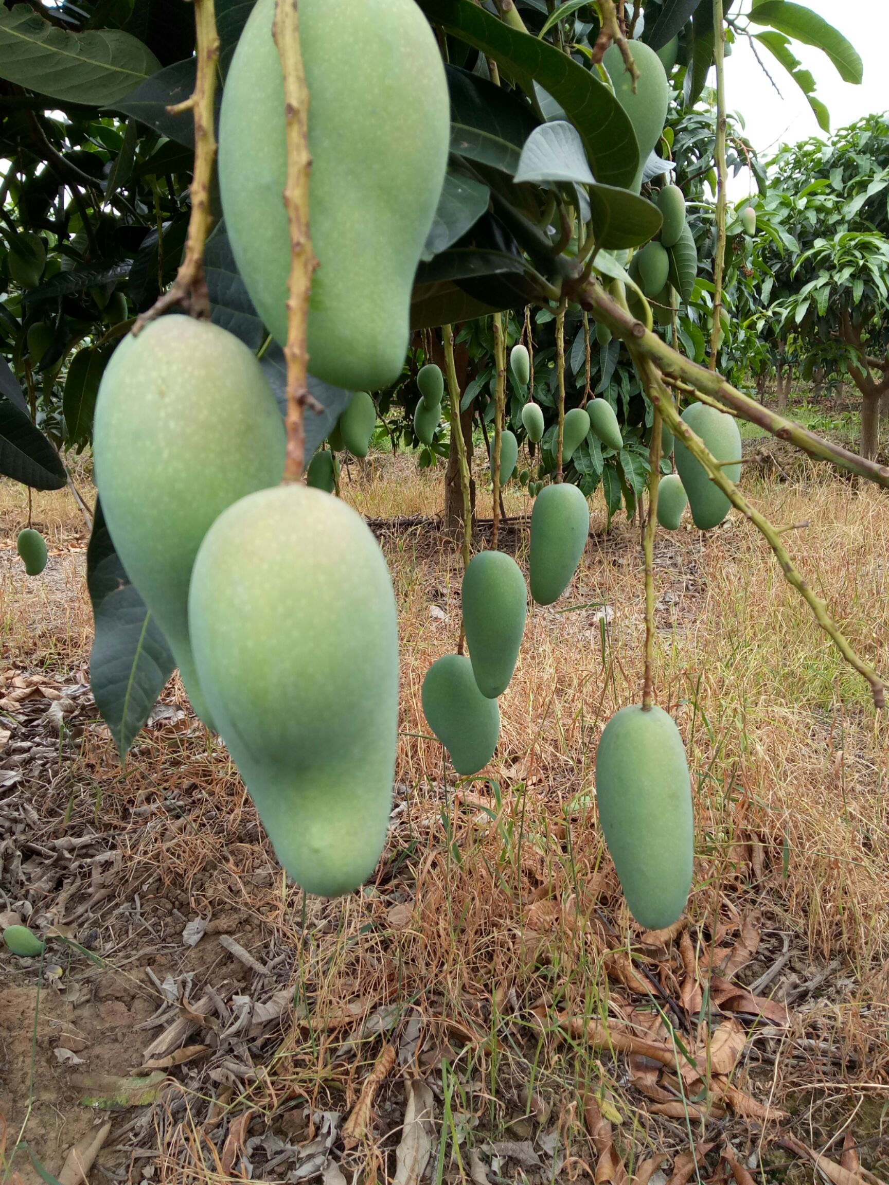 广西大青芒 芒果专线