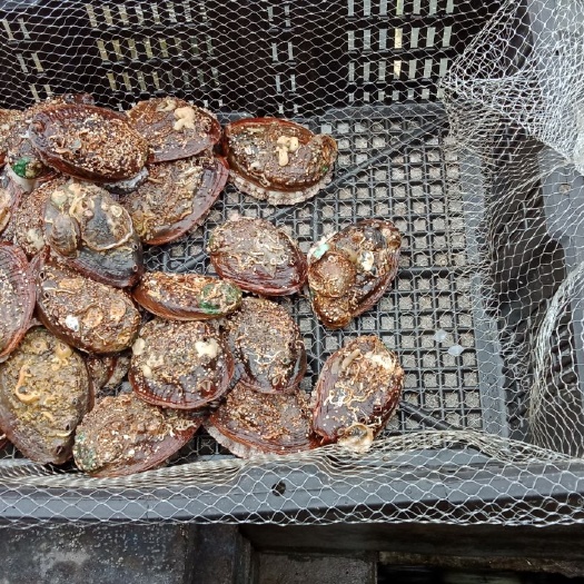 东山县 鲍鱼