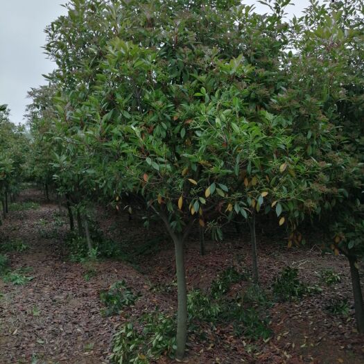 沭阳县 5-10公分精品高杆红叶石楠