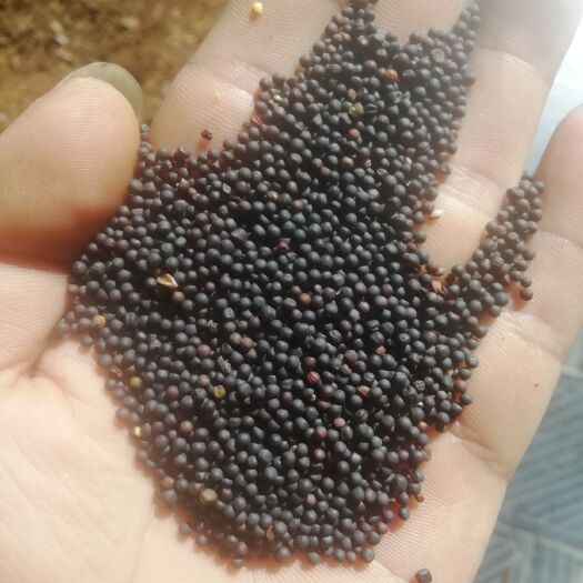 湄潭县油菜籽  香味很好浓度高