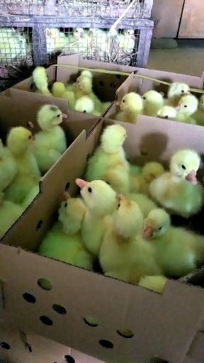 广汉市白鹅苗  大品种 三花鹅苗批发 可脱温
