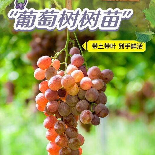 平邑县 带盆带土带叶葡萄苗 山东基地良种葡萄苗蓝宝石南方北方种植