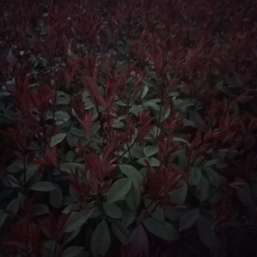 崇阳县 红叶石楠