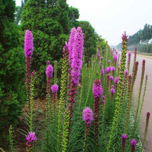 蛇鞭菊苗 蛇鞭菊    杯苗