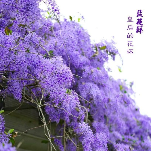 中山市2302基地供应 蓝花藤 0.1-2米高 蓝锡藤 许愿藤