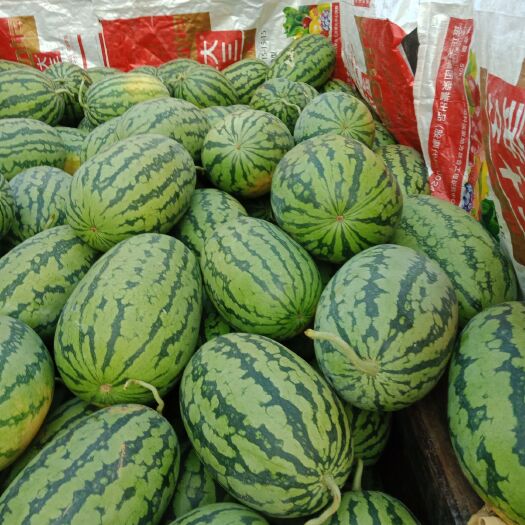 南宁黑美人西瓜 黑美人  绿双   大量上市