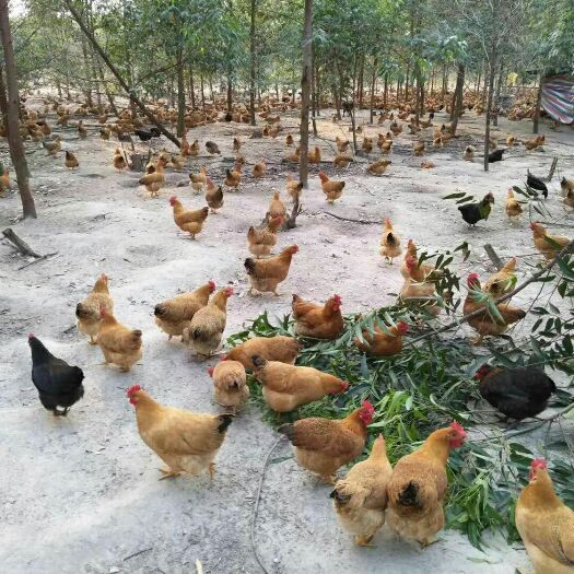 佛山鸡肉类 放养土鸡，生态放养为主，主食玉米粒为主，肉实香甜，