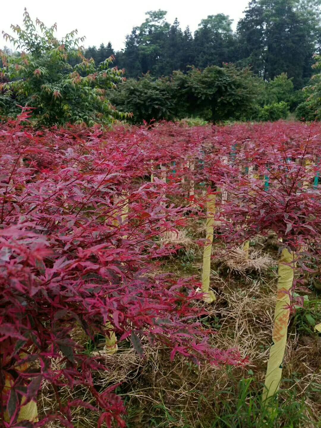 紅楓  紅楓（紅小秀）