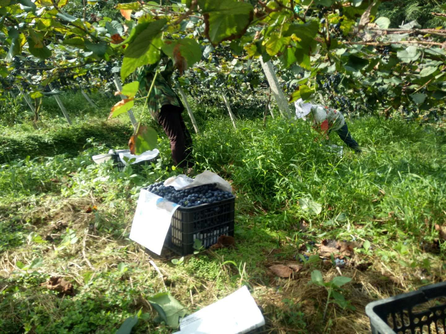  高原无公害葡萄