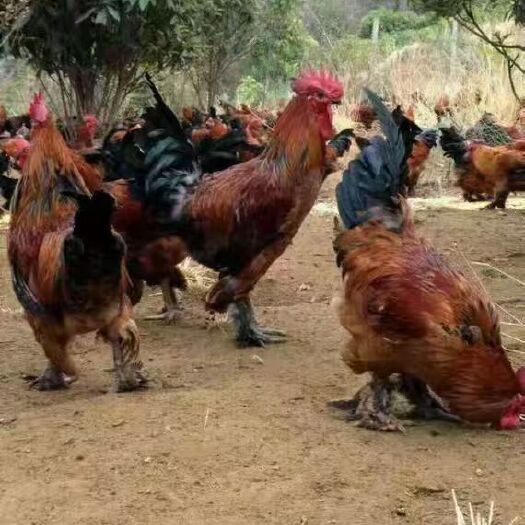 昆明云南高脚细脚毛脚光脚纯种大种武定无量山土鸡苗