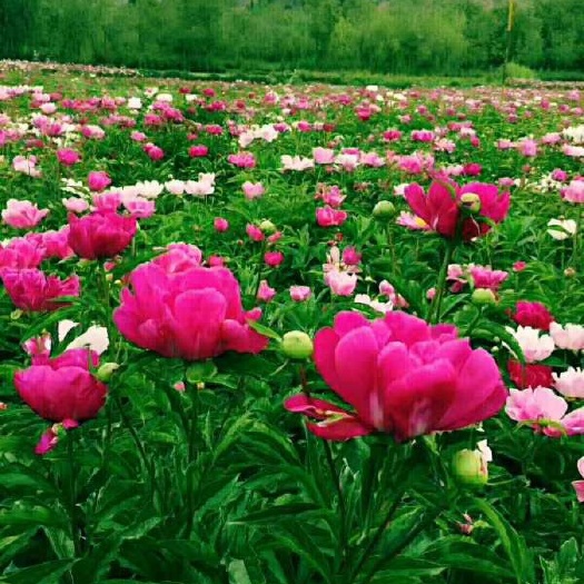 中江县白芍 四川中江地道药材。鲜花可以卖钱。还可以搞旅游观光。