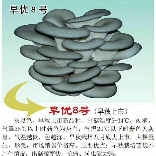 法库县平菇菌种  平菇早优八号母种